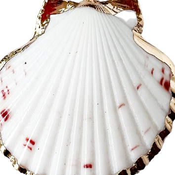 Shell Pendant White Charm LARGE